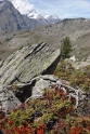 Mountain plants, Zermatt Switzerland